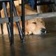 Kauspielzeug für Hunde - Pawsometime