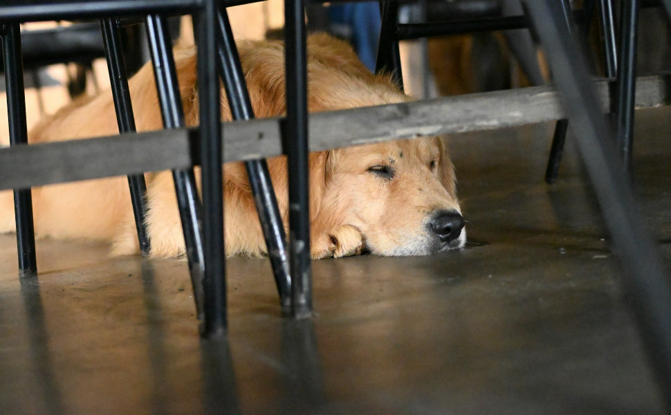 Kauspielzeug für Hunde - Pawsometime