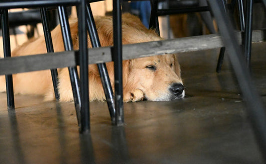 Kauspielzeug für Hunde - Pawsometime