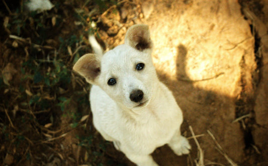 Kauspielzeug für Hunde - Pawsometime