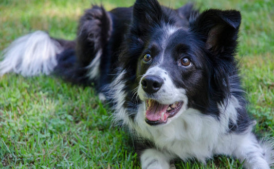 Beschäftigungsspielzeug für Hunde - Pawsometime