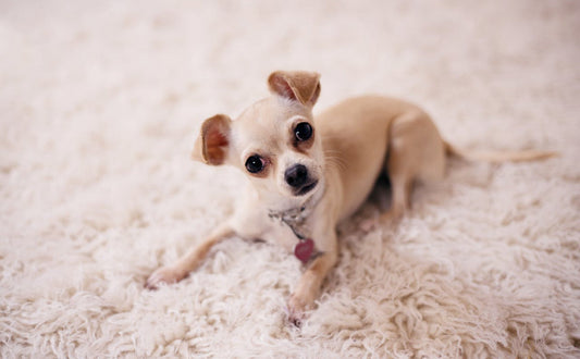 Hundespielzeug für kleine Hunde - Pawsometime