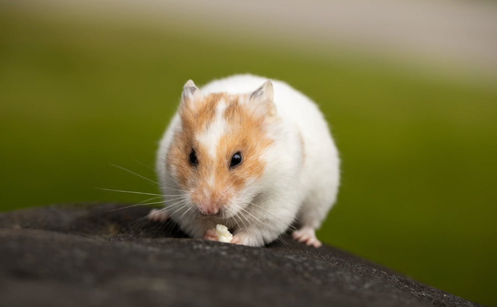 Hamster Spielzeug - Pawsometime
