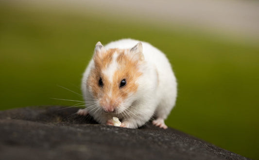 Hamster Spielzeug - Pawsometime