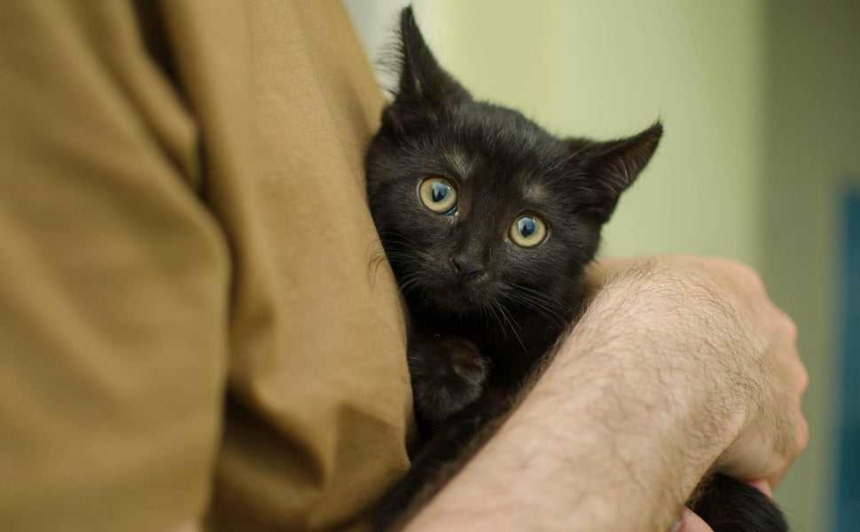 Wie alt werden Katzen in Menschenjahren - Pawsometime