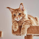 Main Coon Kratzbaum - Pawsometime