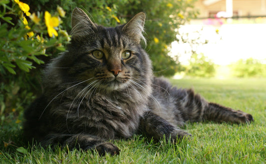 stabile Katzenkratzbaum - Pawsometime