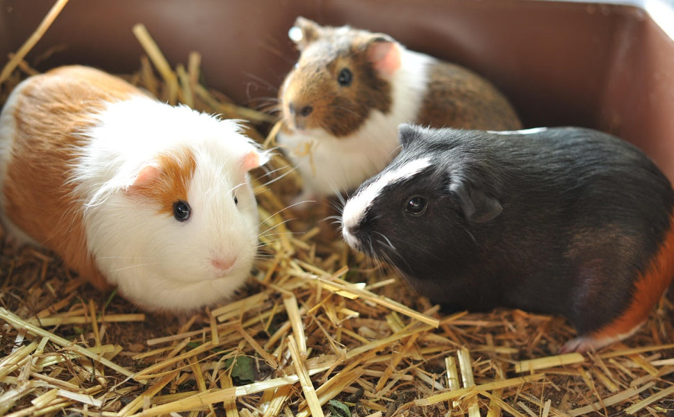 Spielzeug Meerschweinchen - Pawsometime