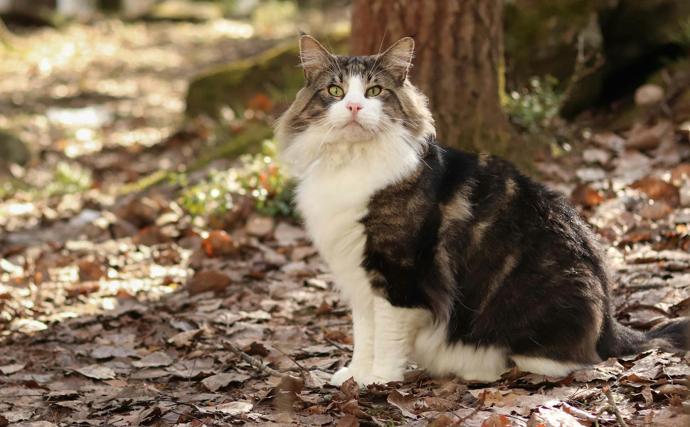 Kratzbaum grosse Katzen - Pawsometime