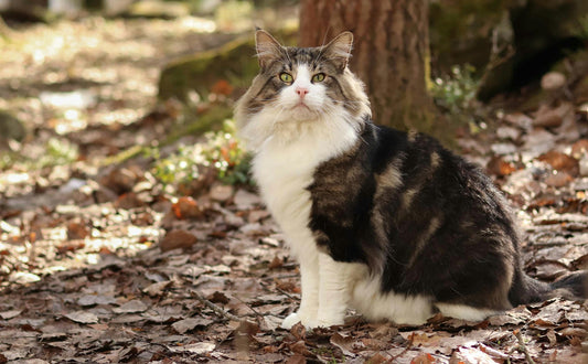 Kratzbaum grosse Katzen - Pawsometime