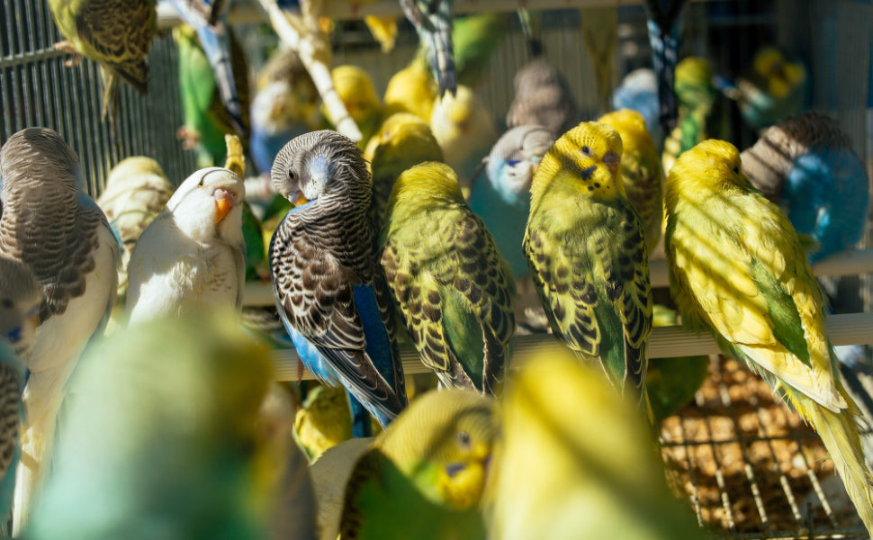 Wellensittich Spielzeug - Pawsometime