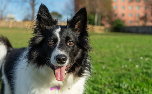 Hundespielzeug Beschäftigung - Pawsometime
