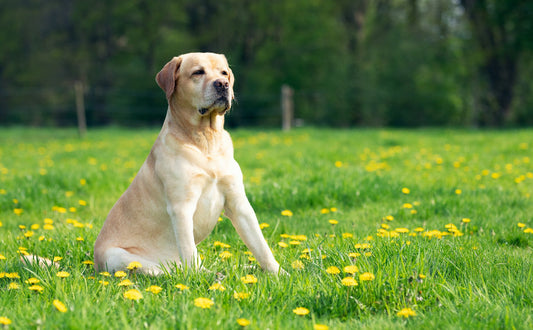 Labrador Retriever - Pawsometime