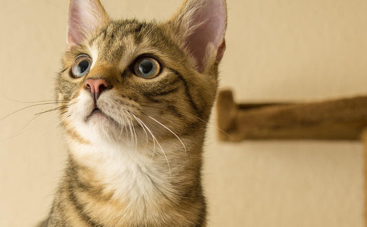 Kratzbaum klein - Pawsometime