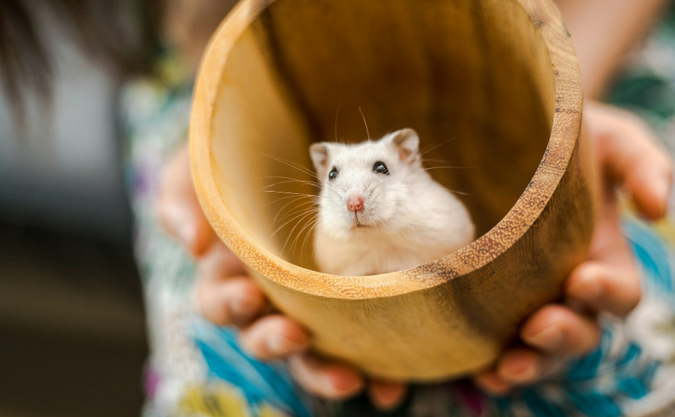 Hamster Spielzeug - Pawsometime