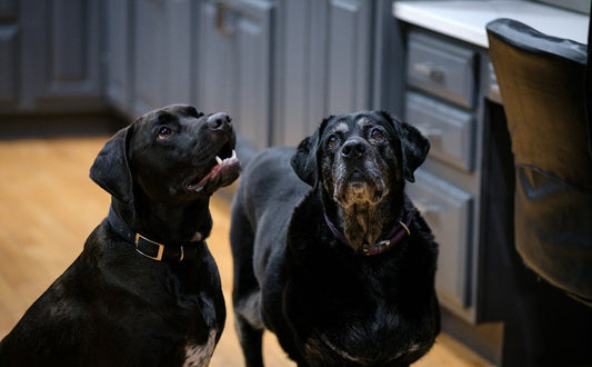 Hundespielzeug große Tiere - Pawsometime