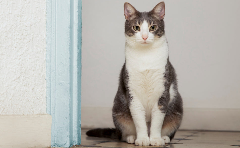 Katzenspielzeug interaktiv - Pawsometime