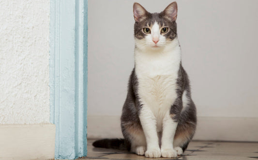 Katzenspielzeug interaktiv - Pawsometime