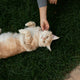 Main Coon Kratzbaum - Pawsometime