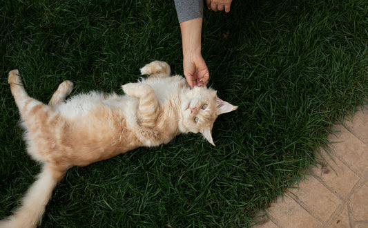 Main Coon Kratzbaum - Pawsometime