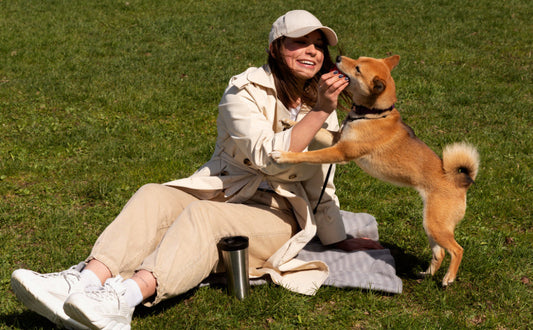 Intelligenzspielzeug Hund - Pawsometime