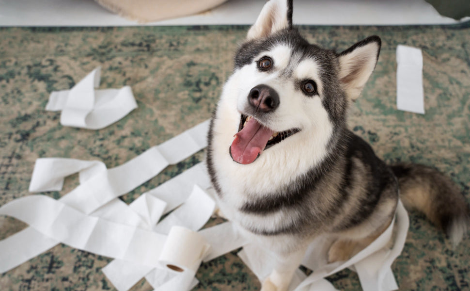 Hunde Intelligenzspielzeug - Pawsometime