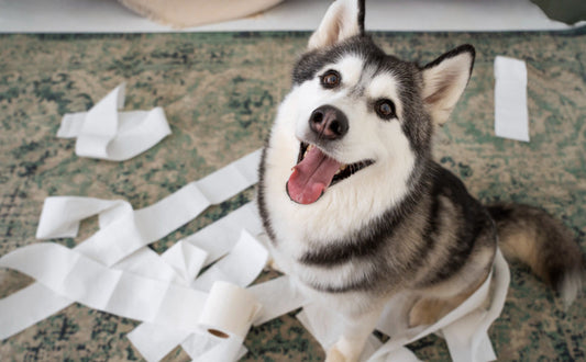 Hunde Intelligenzspielzeug - Pawsometime