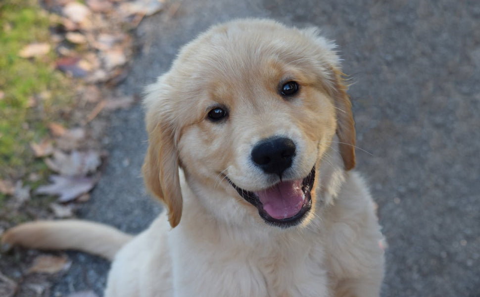 beschäftigungsspielzeug für hunde - Pawsometime