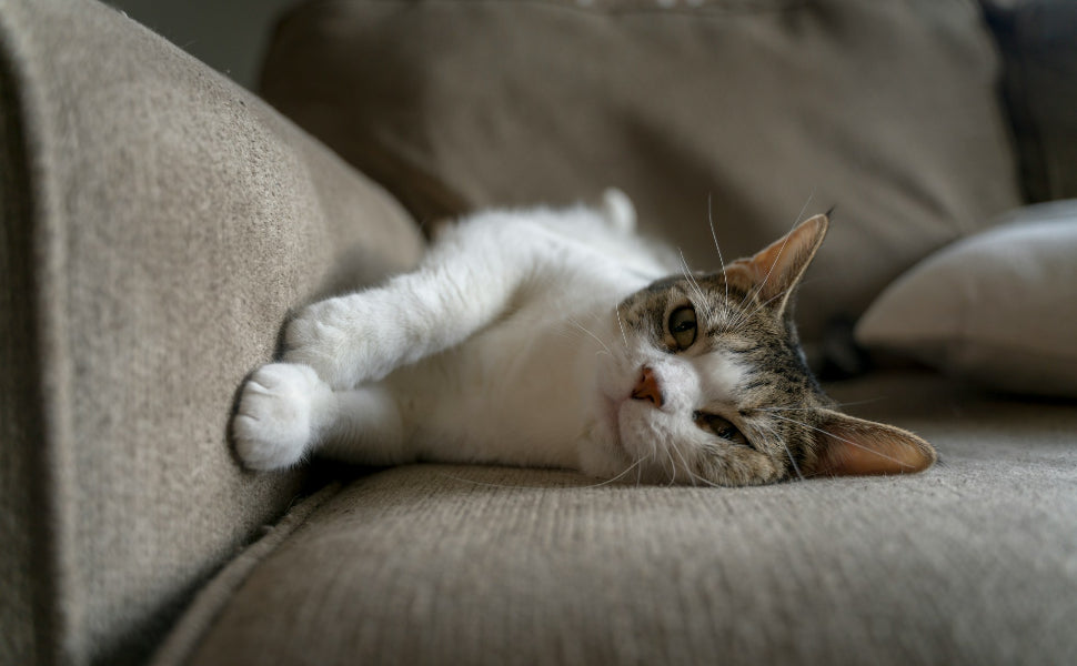 kratzspielzeug katzen - Pawsometime