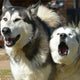 Hundespielzeug Kuscheltier - Pawsometime