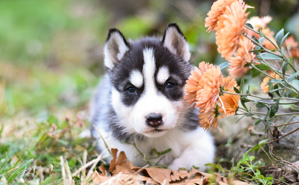Spielzeug Welpen - Pawsometime