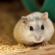 Hamster Spielzeug - Pawsometime