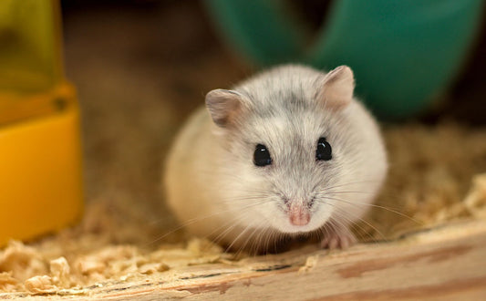 Hamster Spielzeug - Pawsometime