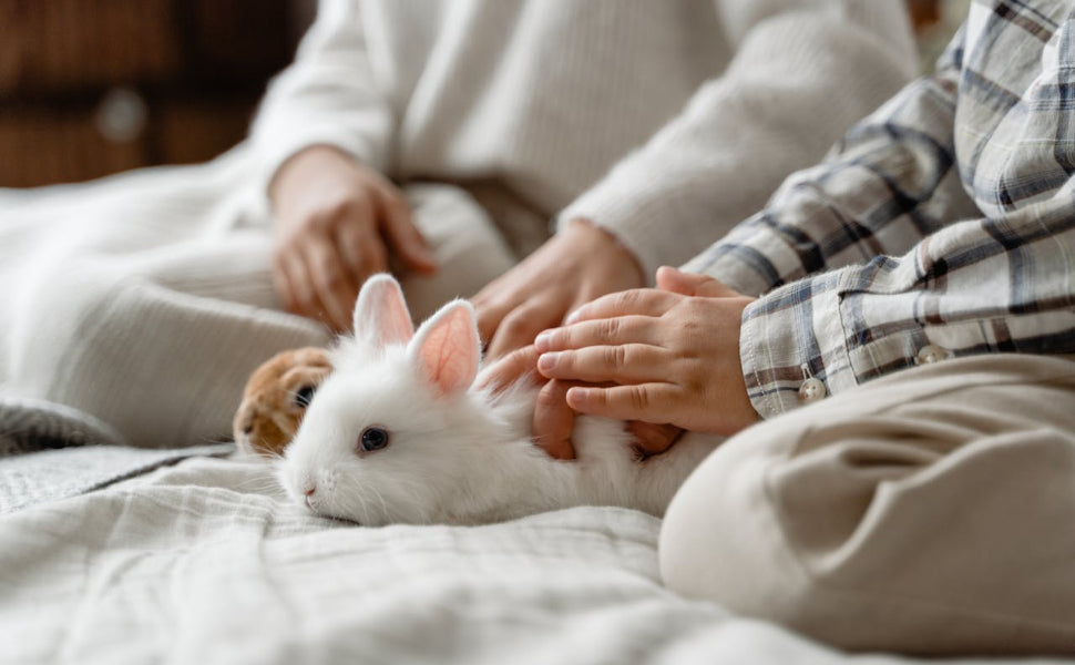 Spielzeug für Hase - Pawsometime