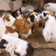 beschäftigung meerschweinchen - Pawsometime