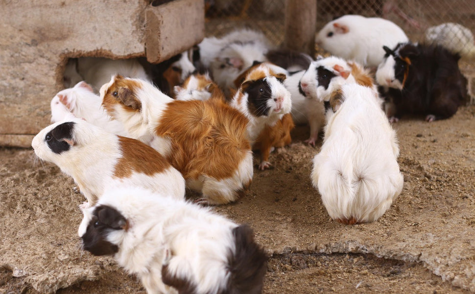 beschäftigung meerschweinchen - Pawsometime