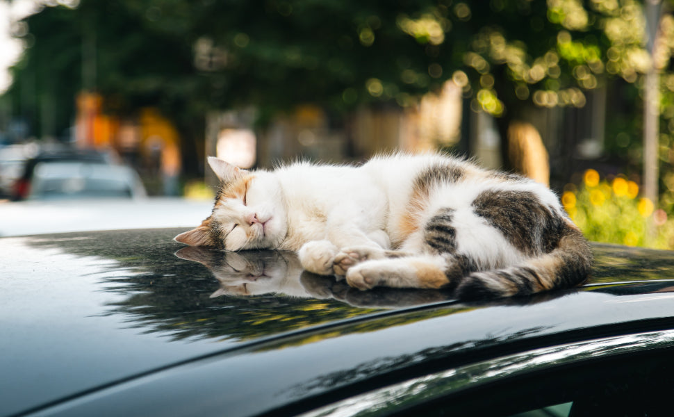  Kratzbaum Katze - Pawsometime