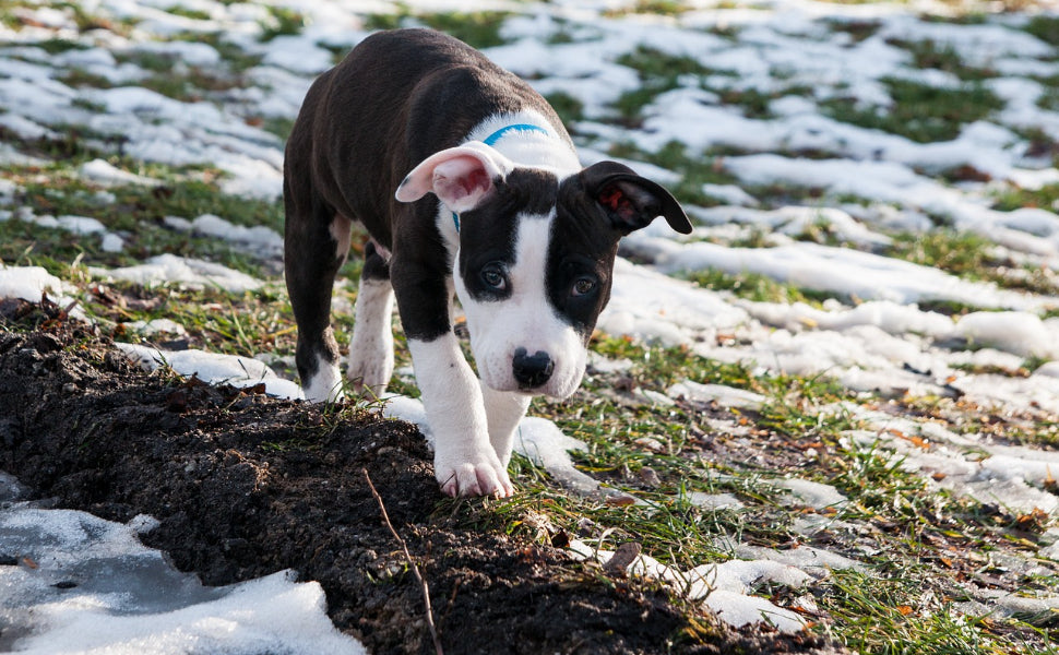 Welpenspielzeug - Pawsometime