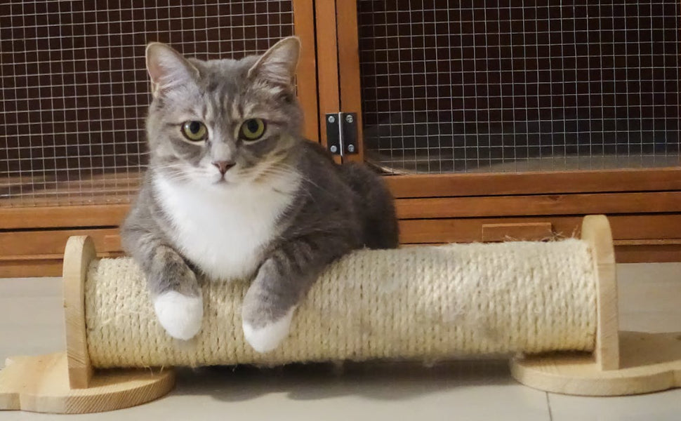 Katzen Baum - Pawsometime