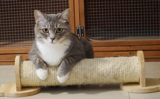 Katzen Baum - Pawsometime