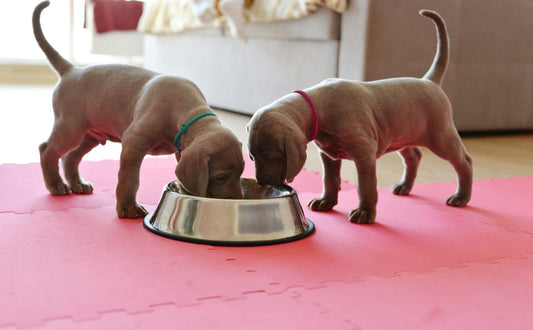 Futterball Hund - Pawsometime