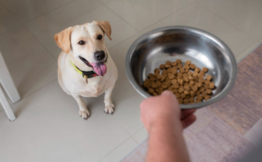 Futterball Hund - Pawsometime