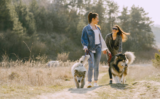 interaktives Spielzeug Hund - Pawsometime