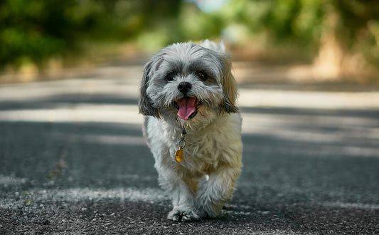 Spielzeug Kleine Hunde - Pawsometime
