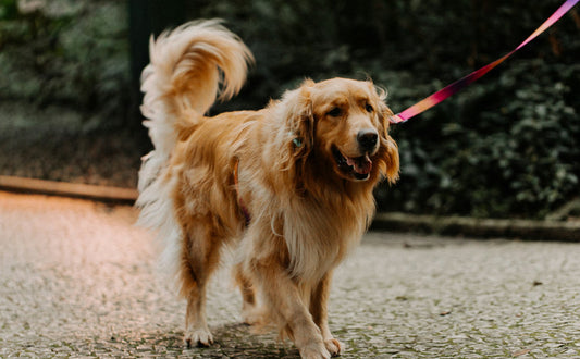 Wie viel Stimulation braucht mein Hund wirklich - PAWSOMETIME