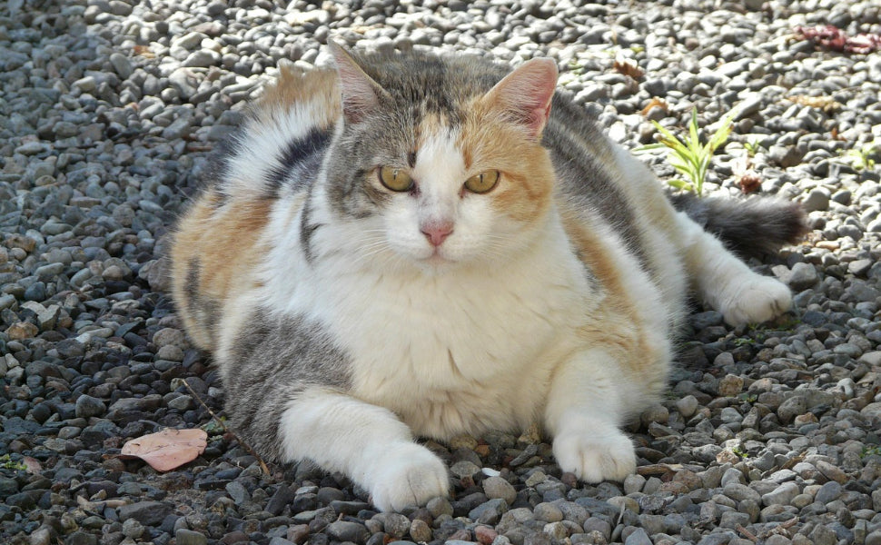 Kletterbaum Katze - Pawsometime