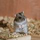 Spielzeug für Hamster - Pawsometime