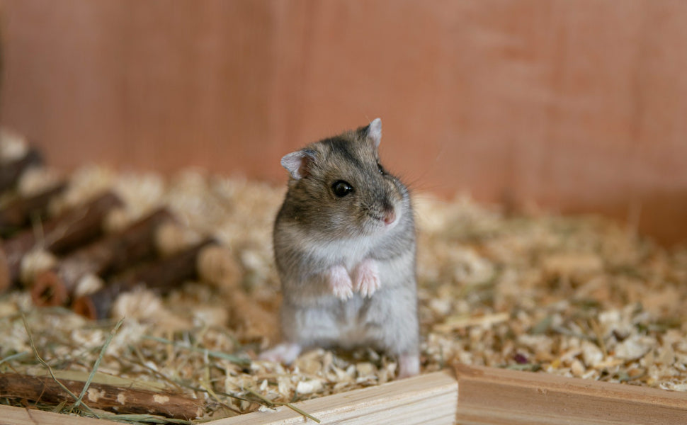 Spielzeug für Hamster - Pawsometime