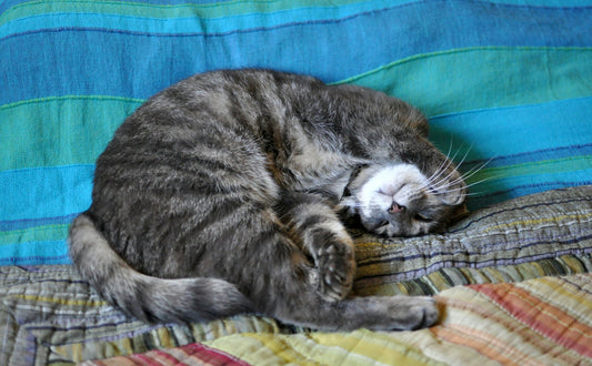 liegemulde für Kratzbaum - Pawsometime