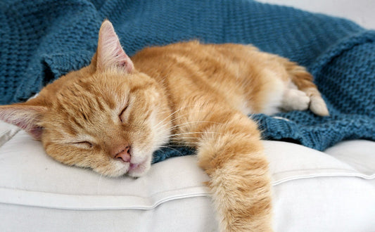 Katzenbett - Pawsometime